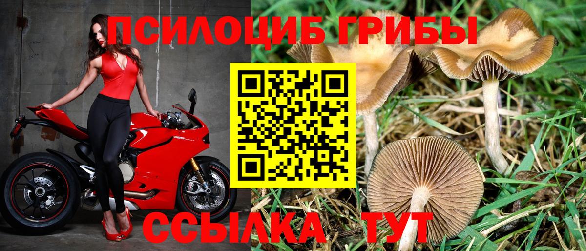 купить наркотики сайты  Галлюциногенные грибы Psilocybine cubensis  Вход с VPN  Новотроицк 